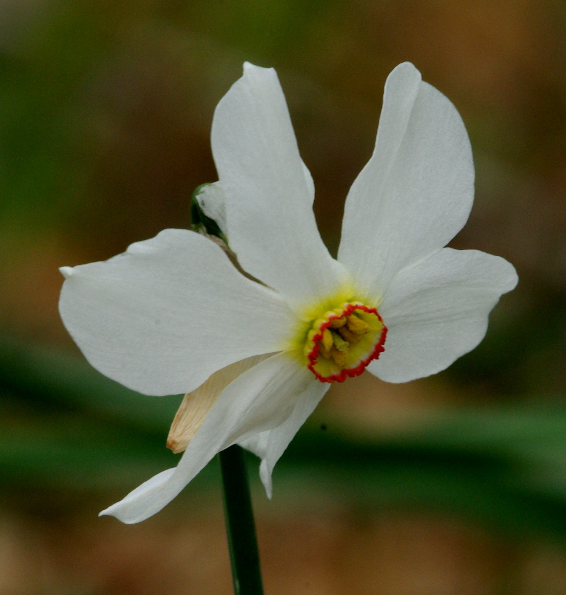 Narcissus poeticus / Narciso dei poeti